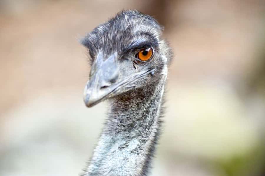 Taronga Zoo Sydney Wild Australia Experience - Why this tour is different from ordinary Taronga Zoo entry