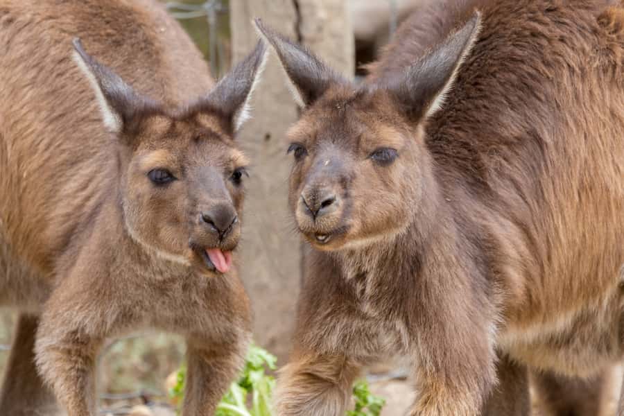 Taronga Zoo Sydney Wild Australia Experience - The koala encounter and Australian animal introductions