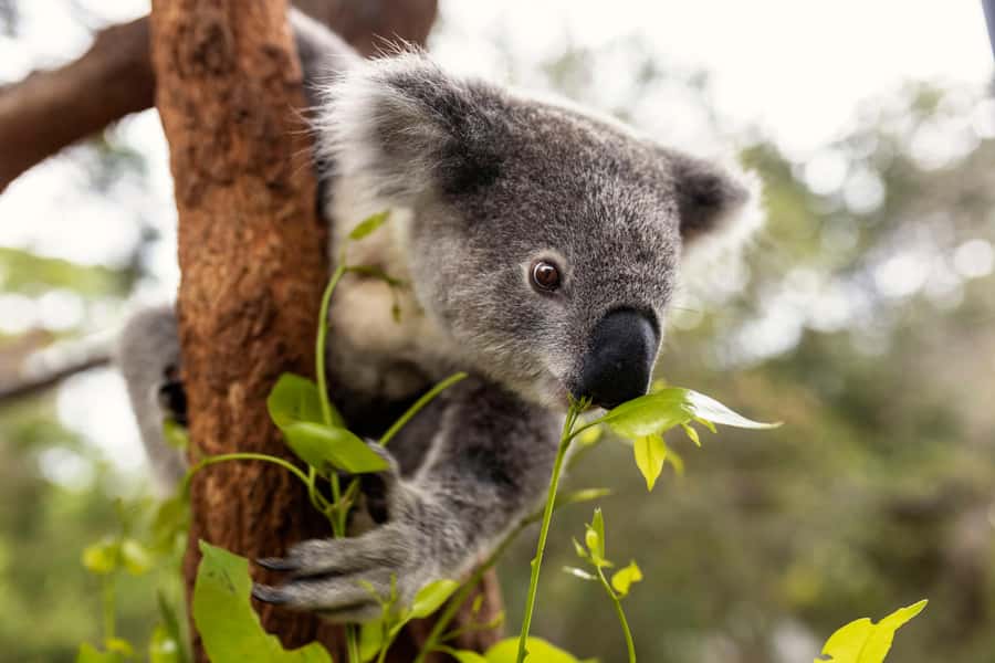 Taronga Zoo Sydney Wild Australia Experience - Behind the scenes at the Australian Nightlife exhibit