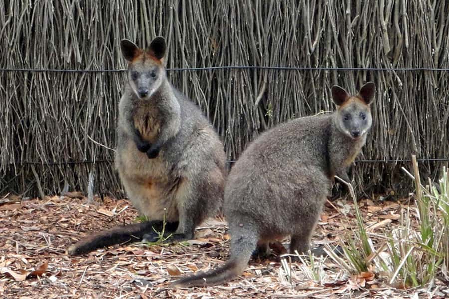 Taronga Zoo Sydney Wild Australia Experience - Practical advice for families and visitors with access needs