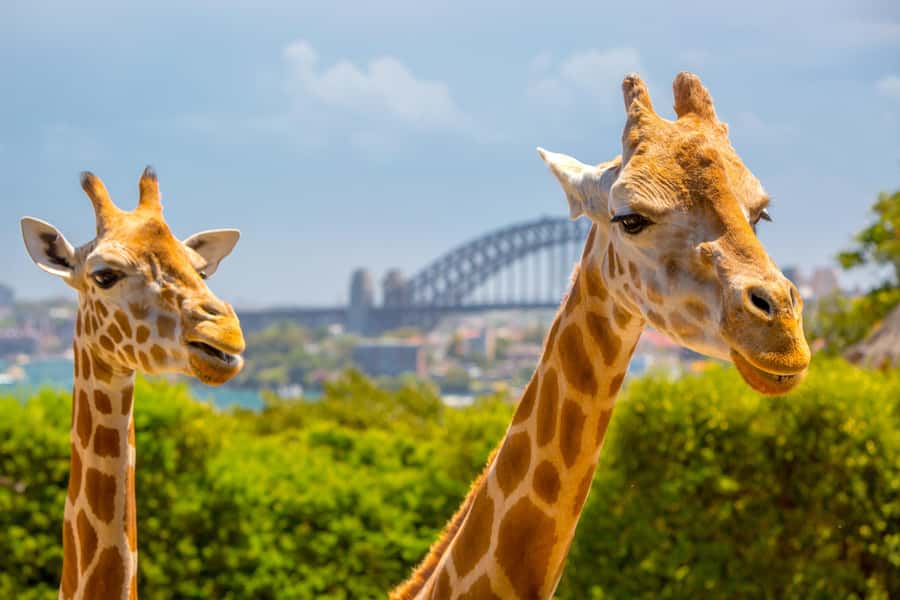 Taronga Zoo Sydney Wild Australia Experience - Meeting your keeper at the main entrance