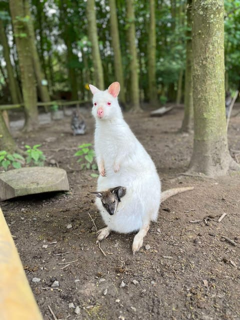 TELFORD: Hoo Zoo and Dinosaur World Entry Ticket - Key things to know before you go