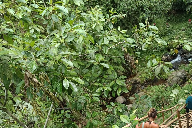 Tetebatu Guided Tour in Rice Terraces Waterfall and Monkey Forest - Lunch at a local warung or homestay