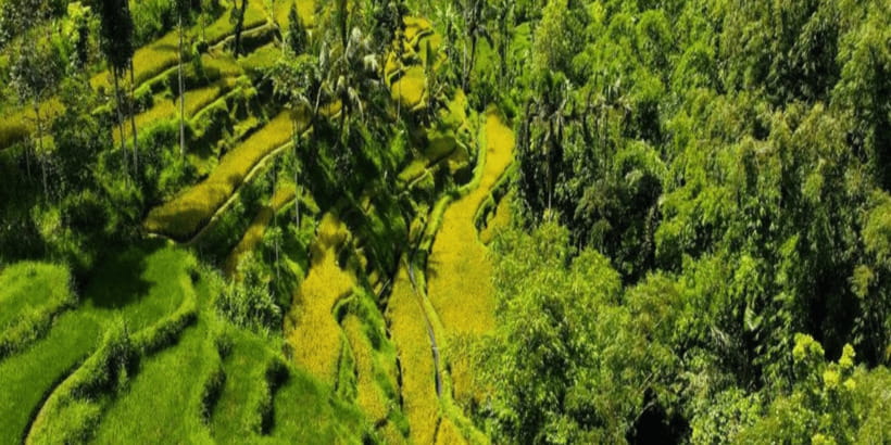 Tetebatu: Rice Fields, Waterfall, & Monkey Forest Day Tour - Key points to know before you book