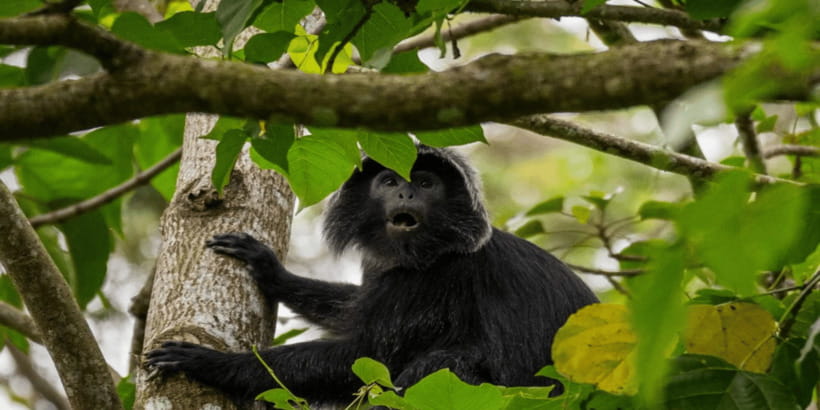 Tetebatu: Rice Fields, Waterfall, & Monkey Forest Day Tour - Guide style and transport