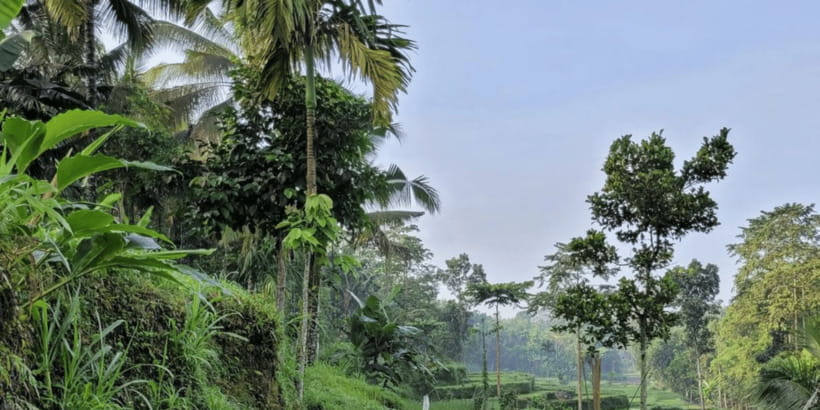 Tetebatu: Rice Fields, Waterfall, & Monkey Forest Day Tour - Lunch at a local restaurant or home