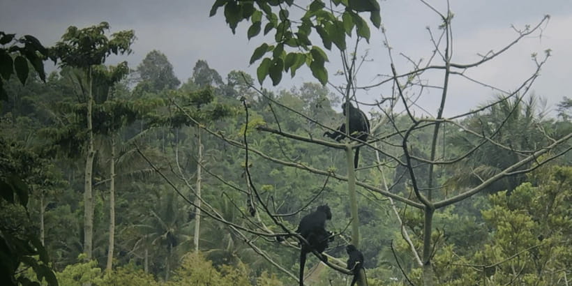 Tetebatu: Rice Fields, Waterfall, & Monkey Forest Day Tour - Walking through Tetebatu’s rice terraces