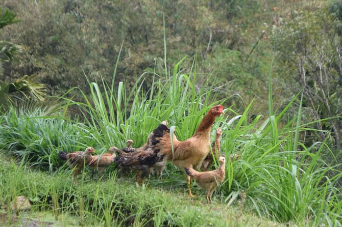 Tetebatu Walking Tour - Rice Terraces, Waterfall & Monkey Forest - Walking the rice terraces around Tetebatu