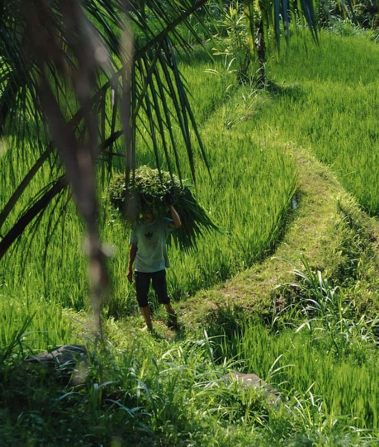 Tetebatu : Waterfall, Rice Fields & Monkey Forest Full day - The early pickup and road to Tetebatu