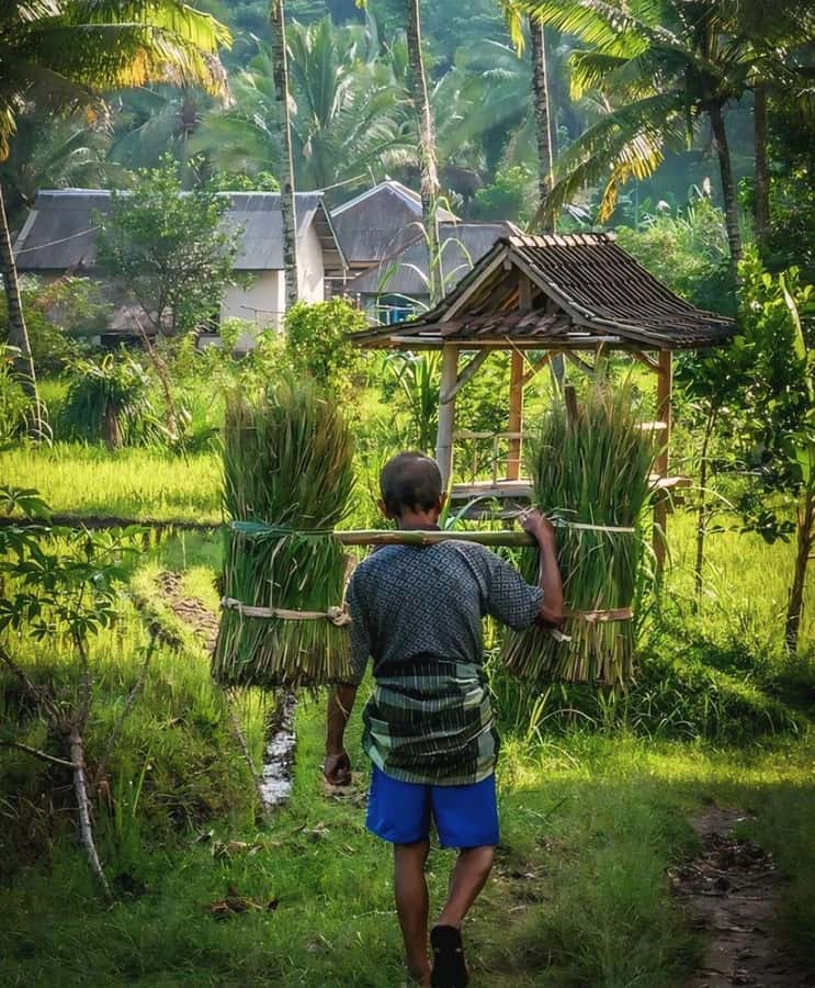 Tetebatu : Waterfall, Rice Fields & Monkey Forest Full day - Village homes, coffee, spices, and coconut oil