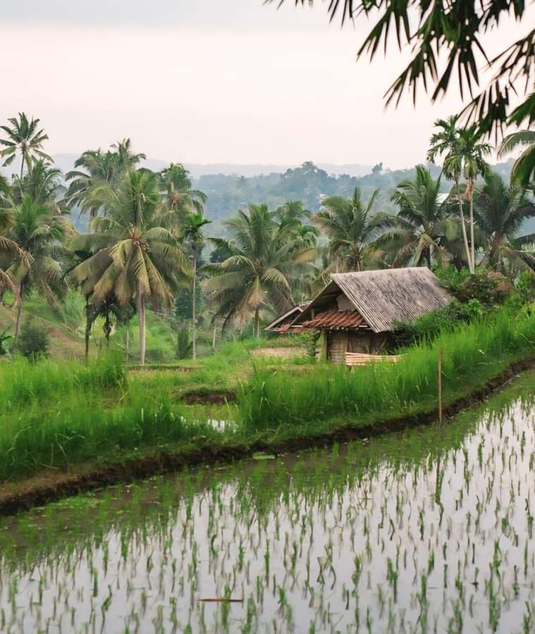 Tetebatu : Waterfall, Rice Fields & Monkey Forest Full day - Is $86 a good value?