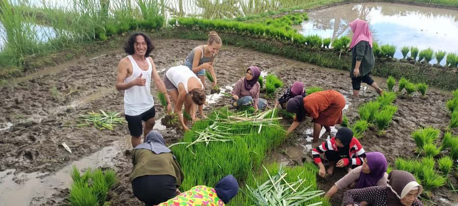 Tetebatu: Waterfalls, Spices, Rice Terrace, Monkey forest - Rice terraces show how Tetebatu works