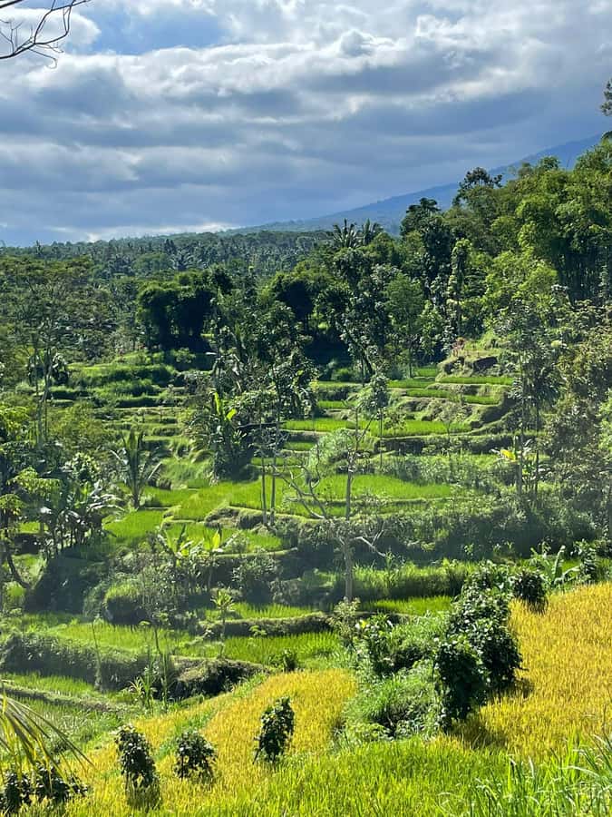 Tetebatu: Waterfalls, Spices, Rice Terrace, Monkey forest - Bamboo work gives the day a human finish