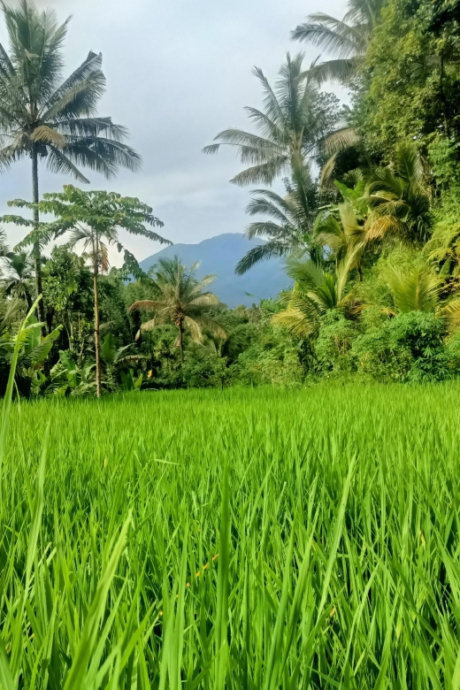 Tetebatu: Waterfalls, Spices, Rice Terrace, Monkey forest - What the $21 price really covers