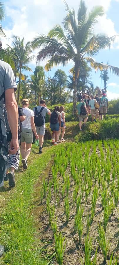 Tetebatu: Waterfalls, Spices, Rice Terrace, Monkey forest - The spice plantation starts with a taste