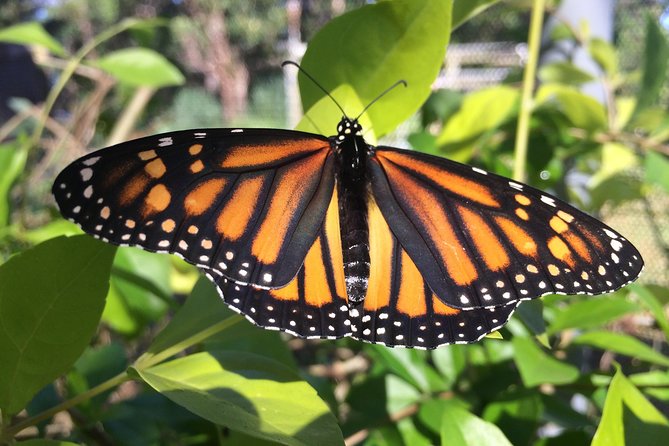 The Maui Butterfly Farm Tour - Key points to know before you book