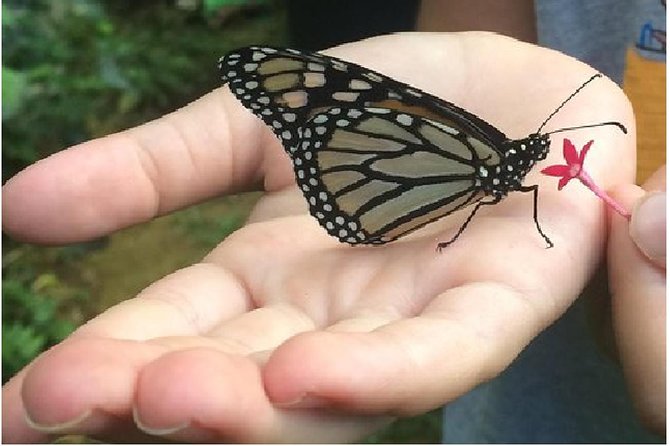 The Maui Butterfly Farm Tour - What the Maui Butterfly Farm actually offers