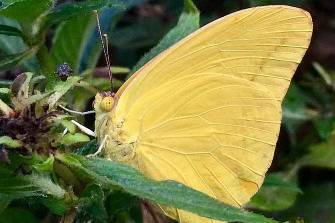 The Maui Butterfly Farm Tour - Caterpillars, praying mantises, and small children