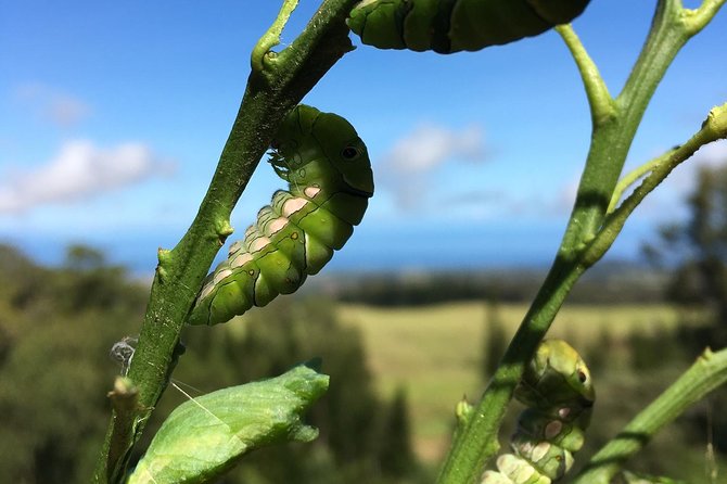 The Maui Butterfly Farm Tour - How the 45-minute schedule affects the visit