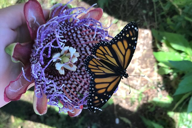The Maui Butterfly Farm Tour - Is $49.99 a fair price?