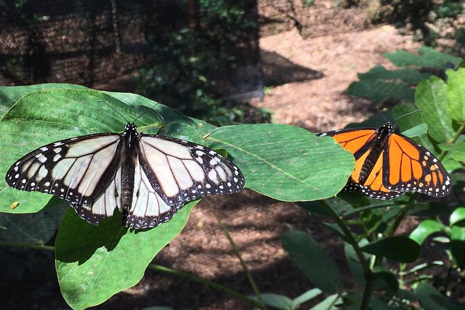 The Maui Butterfly Farm Tour - Who will enjoy this most