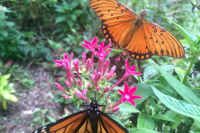The Maui Butterfly Farm Tour - Practical details for planning your visit
