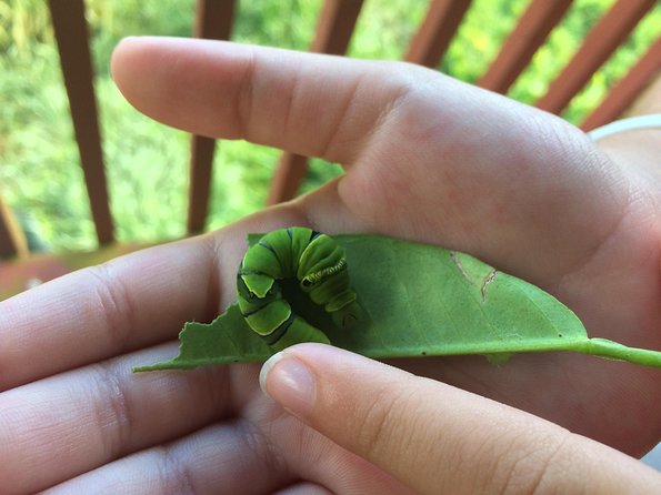 The Maui Butterfly Farm Tour - Inside the production facility, from egg to butterfly