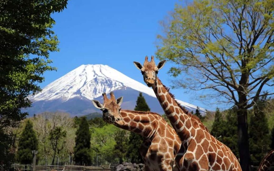 Tokyo:Customizable Private Day Trip to Mt.Fuji & Safari Park - Starting from Tokyo, with traffic in the equation
