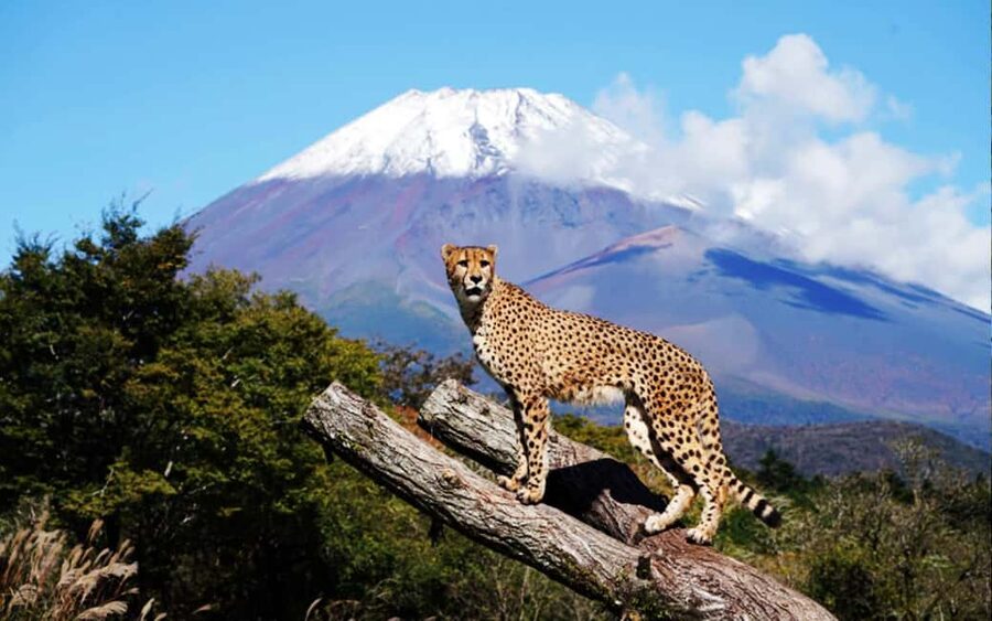 Tokyo:Customizable Private Day Trip to Mt.Fuji & Safari Park - Mishima Sky Walk for a high, open view