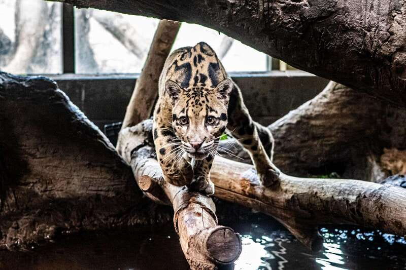 Toronto: Toronto Zoo Entry Ticket - Booking Flexibility and Basic Details