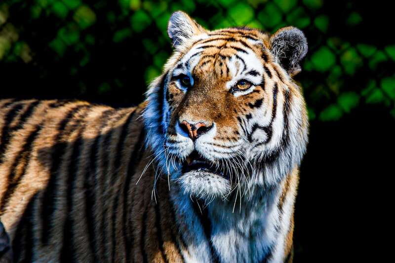 Toronto: Toronto Zoo Entry Ticket - Should You Book Toronto Zoo?