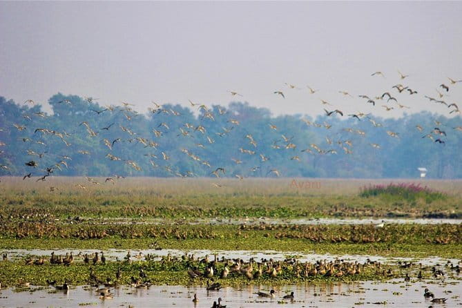 Tour of Pobitora Wildlife Sanctuary from Guwahati with Safari, Lunch and Guide - Why Pobitora works so well from Guwahati