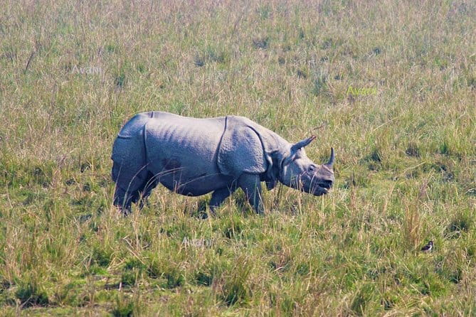 Tour of Pobitora Wildlife Sanctuary from Guwahati with Safari, Lunch and Guide - The drive in an air-conditioned vehicle