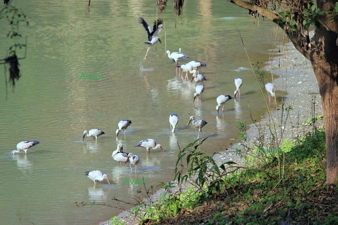 Tour of Pobitora Wildlife Sanctuary from Guwahati with Safari, Lunch and Guide - Two hours among rhinos and wetlands