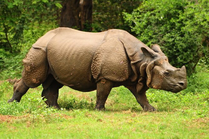 Tour of Pobitora Wildlife Sanctuary from Guwahati with Safari, Lunch and Guide - Is $220 per person fair?