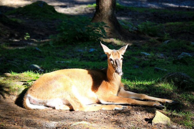 Trip to Ranua Wildlife Park - Why the boardwalk walk matters