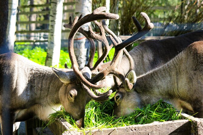 Trip to Ranua Wildlife Park - Who should book this outing?