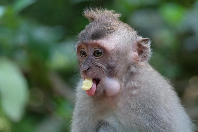 Ubud Art, Monkey Forest and Rice Terrace Tour - Puri Saren Palace and the center of Ubud