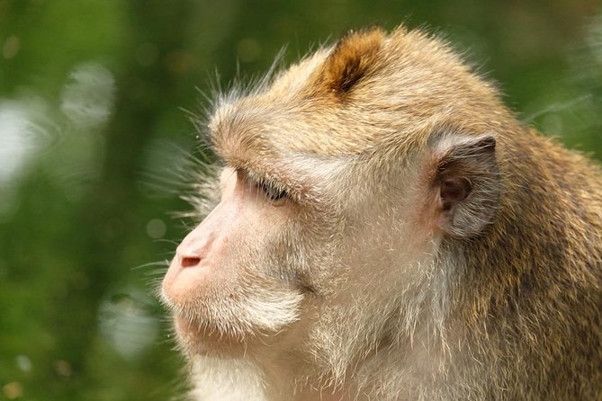 Ubud Art, Monkey Forest and Rice Terrace Tour - Ubud Traditional Art Market: shopping with a time limit
