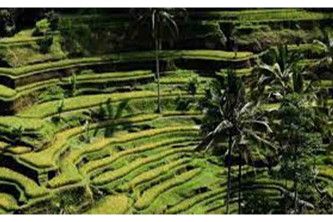 Ubud ATV Quad Bike, Monkey Forest and Rice Terrace - A muddy ATV route near Ubud