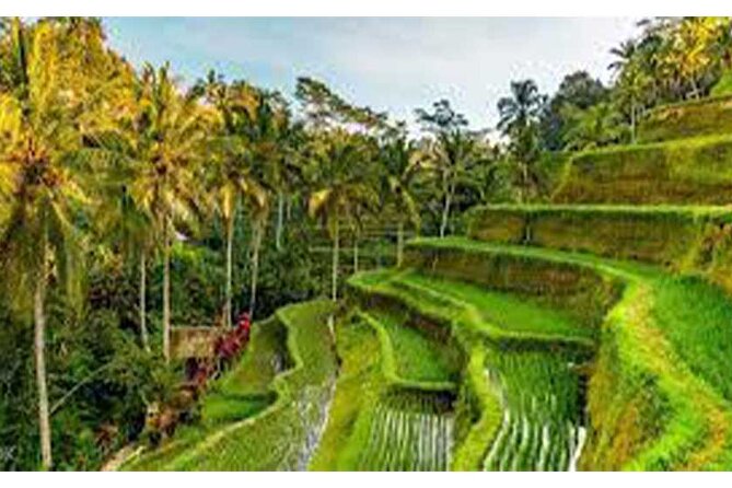 Ubud ATV Quad Bike, Monkey Forest and Rice Terrace - The Sacred Monkey Forest after the ride