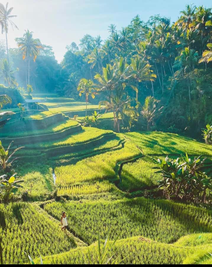 Ubud: Full-Day Rice Terrace, Monkey Forest & Waterfall - Key points to know before booking