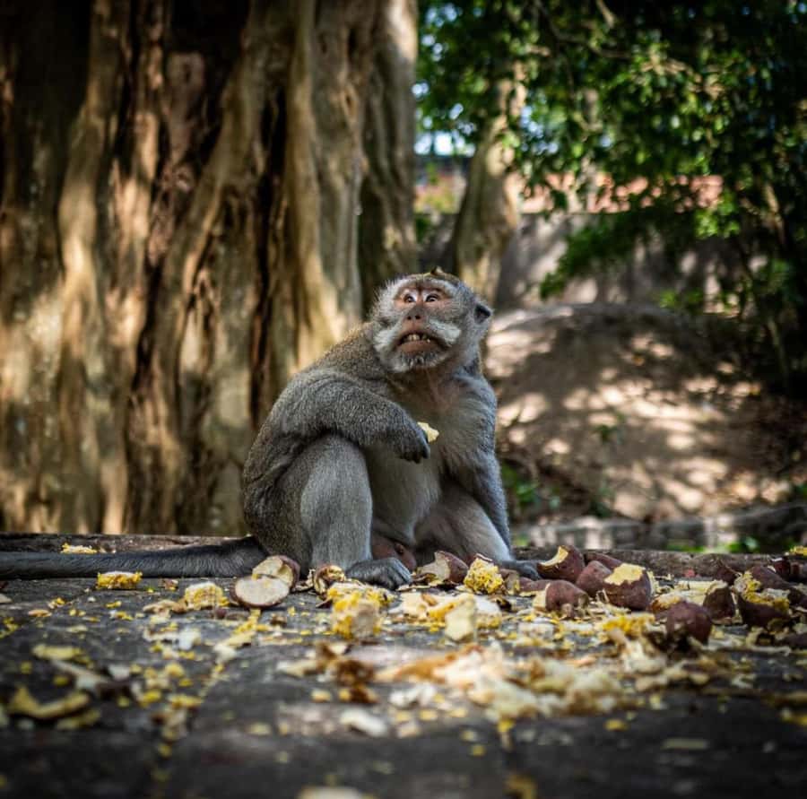 Ubud: Full-Day Rice Terrace, Monkey Forest & Waterfall - Why this Ubud day tour works