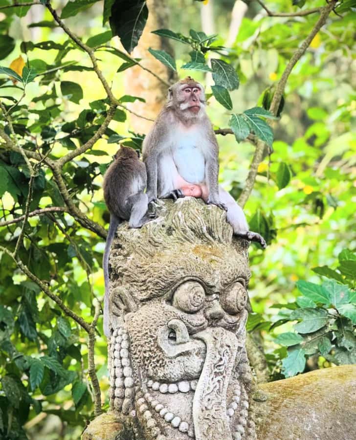 Ubud: Full-Day Rice Terrace, Monkey Forest & Waterfall - Is $23 good value?
