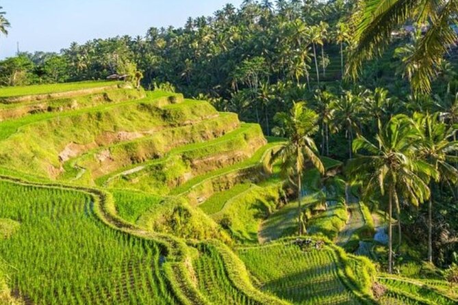 Ubud Full Day Tour Waterfall Monkey Forest Rice Terrace - Tegenungan Waterfall: a change of pace