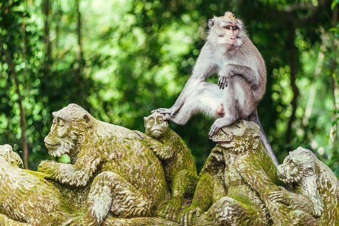 Ubud Full Day Tour Waterfall Monkey Forest Rice Terrace - What the private car adds to the day