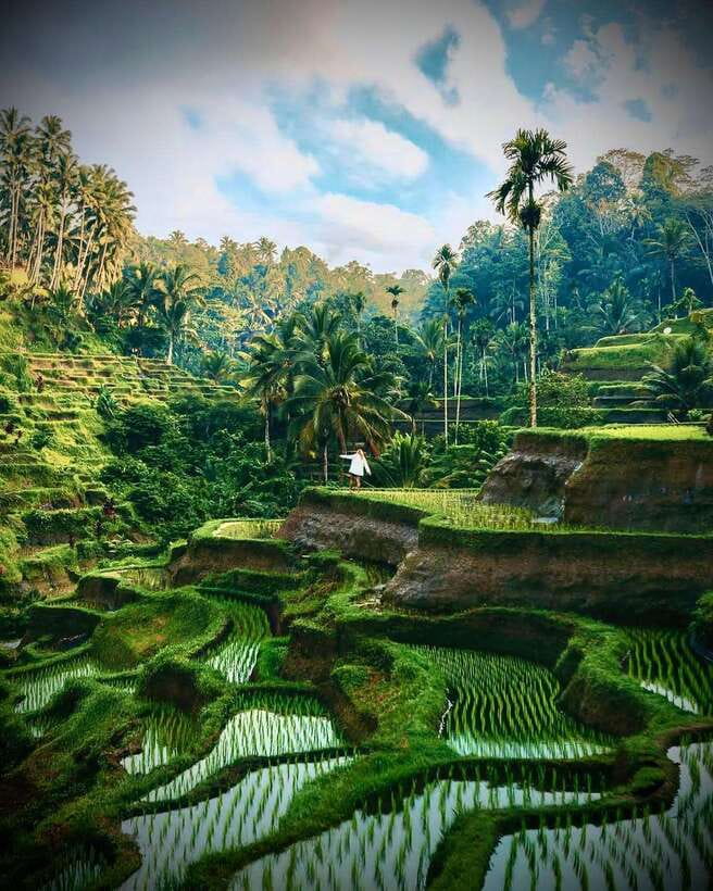 Ubud: Hidden Waterfall, Monkey Forest, Rice Terrace & Swing - Swimming at Ulu Petanu Waterfall