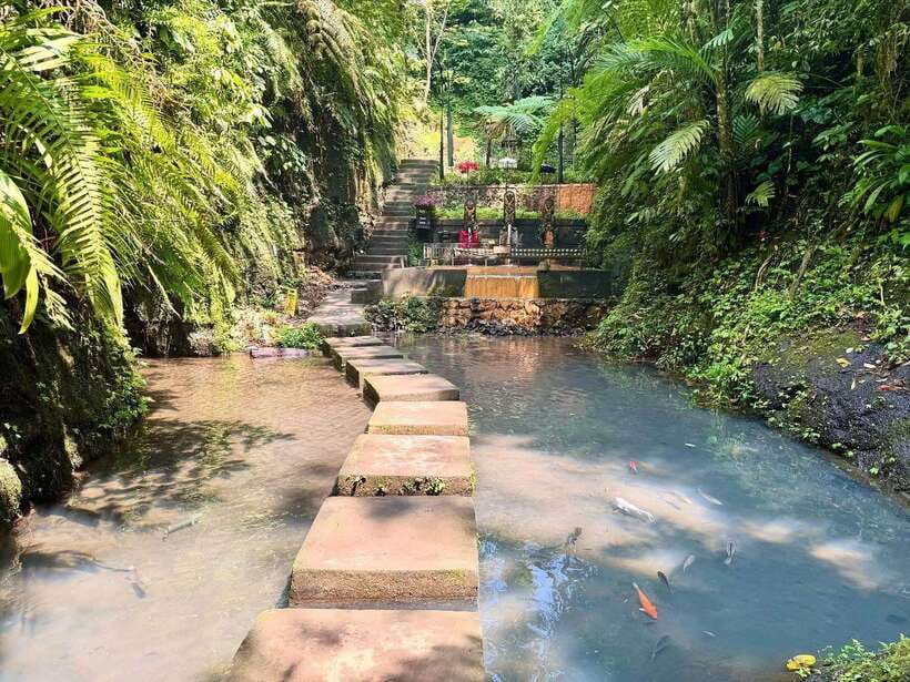 Ubud: Hidden Waterfall, Monkey Forest, Rice Terrace & Swing - Reading the rice terraces at Tegallalang