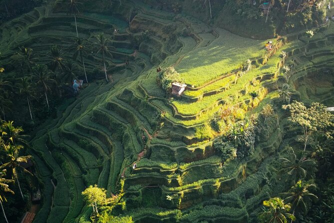 Ubud Iconic Full Day Tour Monkey Forest Rice Terraces Waterfalls - The guide and private transport matter