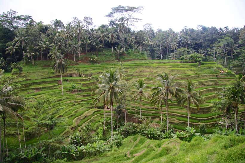 Ubud: Monkey Forest and Rice Terrace Private Tour - Price, meals, and what your $44 covers